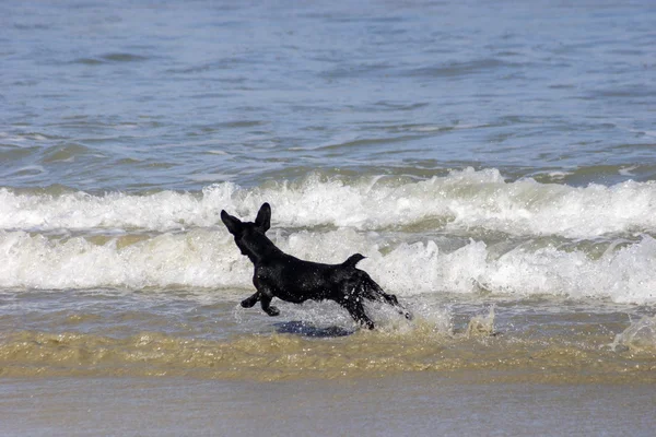 Köpek sahilde koşuyor. — Stok fotoğraf