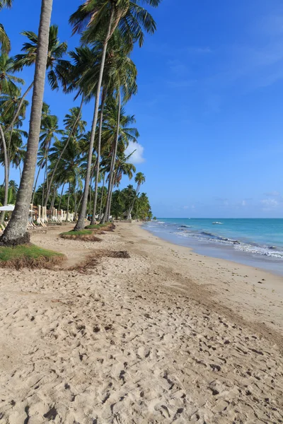 Strand in Maragogi, Alagoas - Brazilië — Stockfoto
