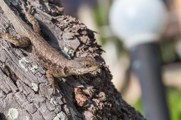 Lizard on tree detail — Stock Photo, Image