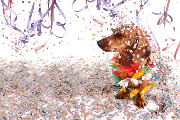 Dachshund en el salón de Carnaval — Foto de Stock