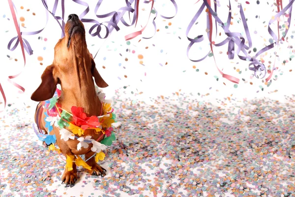 Happy dachshund at Carnival party — Stock Photo, Image