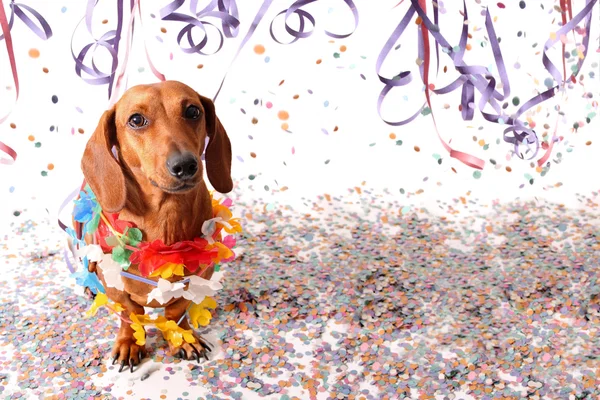 Dachshund karnaval partide oturdu