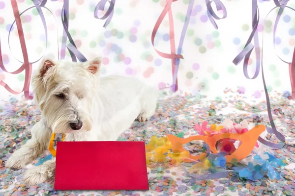 Mensaje de mascotas para Carnaval — Foto de Stock