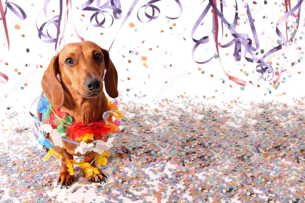 Sat dachshund at Carnival party