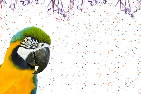 Brazilské papoušek na karneval Stock Snímky