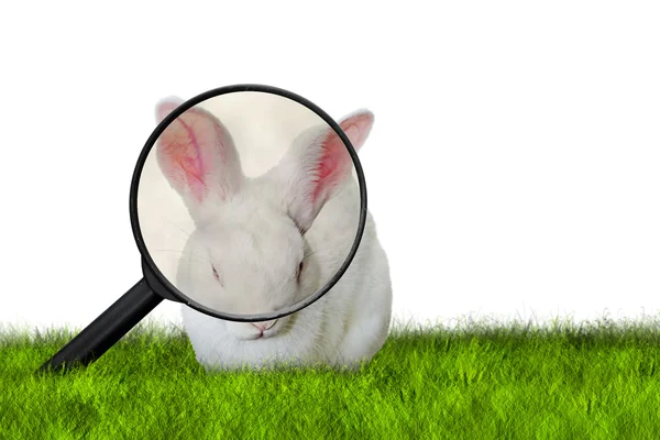 Bunny seeking Easter eggs — Stock Photo, Image