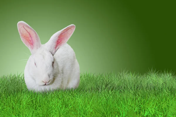 Påsk kanin på gräs på grön bakgrund Stockbild