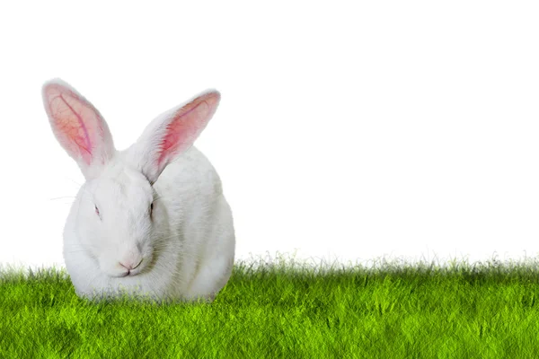 Bunny Easter on grass — Stock Photo, Image