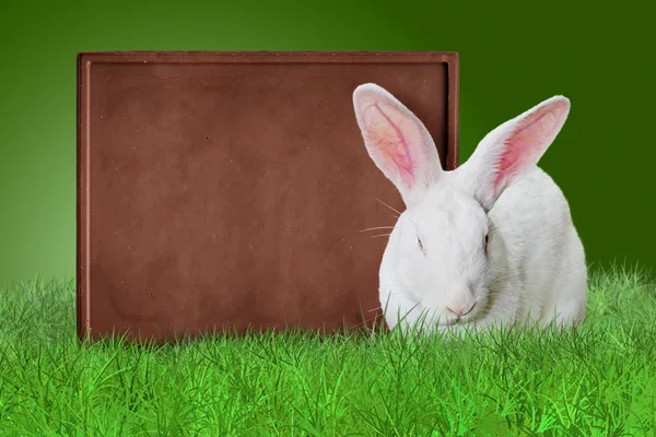 Çikolata yönetim kurulu ve beyaz tavşan — Stok fotoğraf