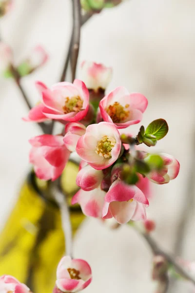 Spring bouquet