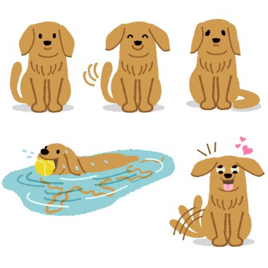 sevimli golden retriever ifade kümesi