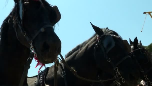 Римская кавалерия во время празднования Дня рождения Рима — стоковое видео