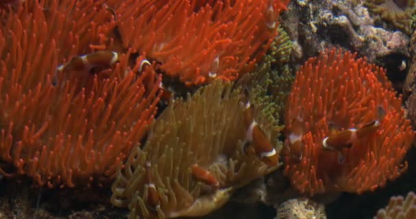 Рыба-клоун в анемоне на тропическом коралловом рифе — стоковое видео