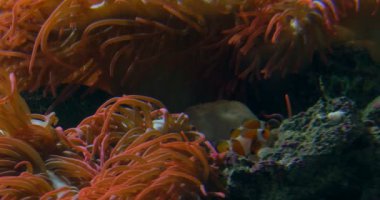 Palyaço balığı anemone bir tropikal mercan resif üzerinde