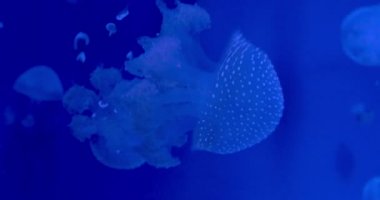 Çan denizanası mavi suda yüzen