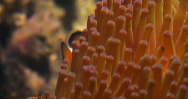 Clownfish in anemone on a tropical coral reef — Stock Video