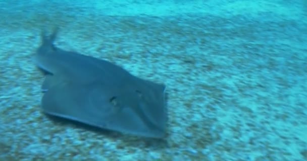 Ένας καρχαρίας κοινή Guitarfish, κολύμπι στον βυθό της θάλασσας — Αρχείο Βίντεο