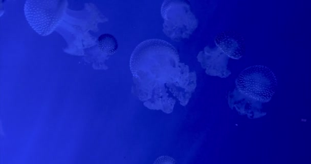 Zwevende bell kwallen in blauw water — Stockvideo