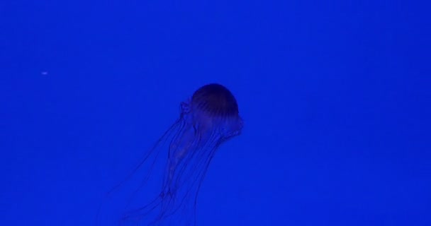 Grupa Północna pokrzywy morze Jellyfish — Wideo stockowe