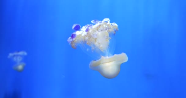 Medusas de cabeça para baixo flutuando em água azul — Vídeo de Stock