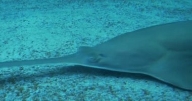 Deniz yatağında Longcomb balık Yüzme