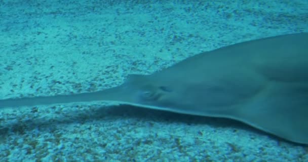 Longcomb 锯鳐游泳在海床上 — 图库视频影像