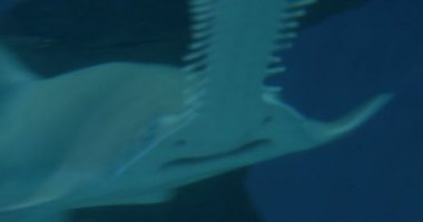 Longcomb balık yakın çekim