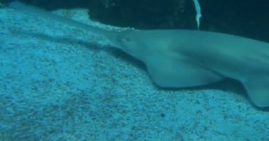 Deniz yatağında Longcomb balık Yüzme