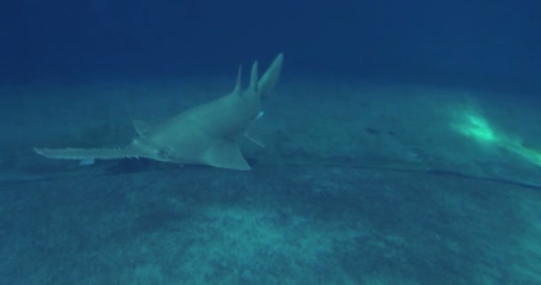 Longcomb Sawfish πισίνα μπροστά από κάμερα — Αρχείο Βίντεο