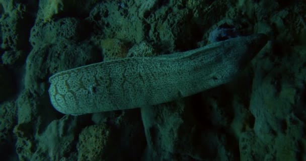 Fechar de uma moray mediterranean — Vídeo de Stock