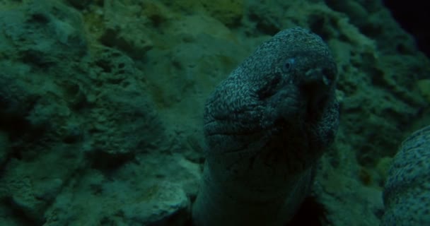 Close up of a mediterranean moray — Stock Video