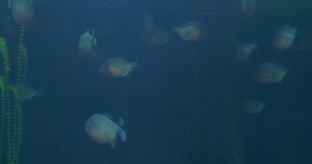 Una bandada de pirañas descansando en el agua — Vídeos de Stock