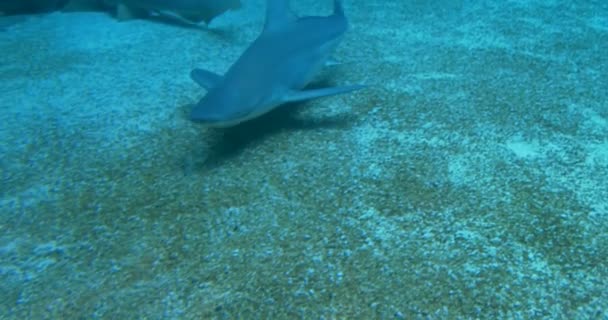 在海床上的沙洲鲨鱼游泳 — 图库视频影像