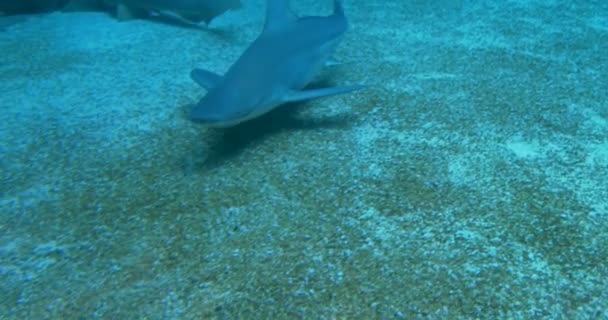 Un requin-banc de sable nageant sur le fond marin 