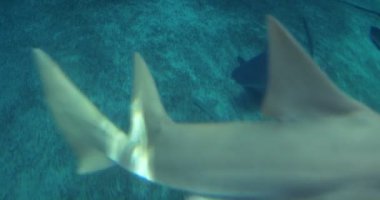 Bir grup kum köpekbalığı