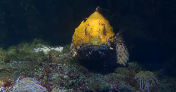 地中海の海に水中安静時オニカサゴ — ストック動画