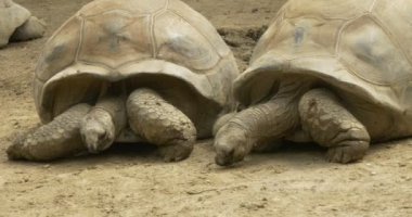 Galapagos dev kaplumbağa