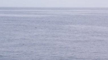 Deniz suya atlama yunuslar