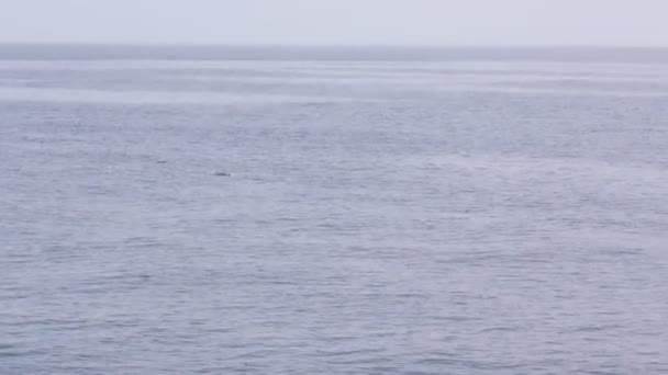 Дельфины, прыгающие в морской воде — стоковое видео