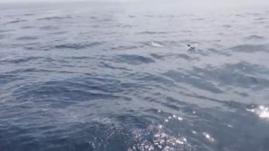 Deniz suya atlama yunuslar 