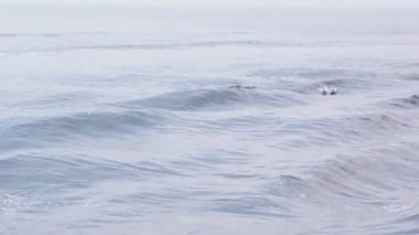 Deniz suya atlama yunuslar  