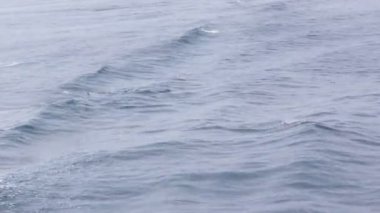 Deniz suya atlama yunuslar  
