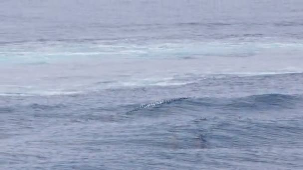 Дельфіни стрибають у морській воді — стокове відео