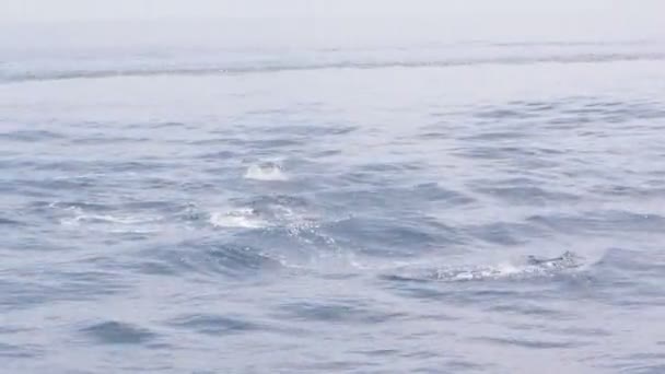 Dolphins jumping in sea water — Stock Video