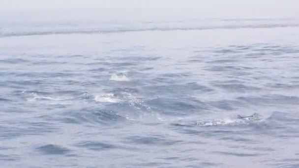Delfine springen ins Meerwasser 