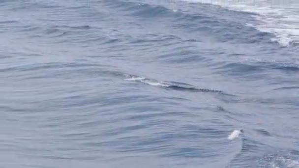 Dolphins jumping in sea water — Stock Video