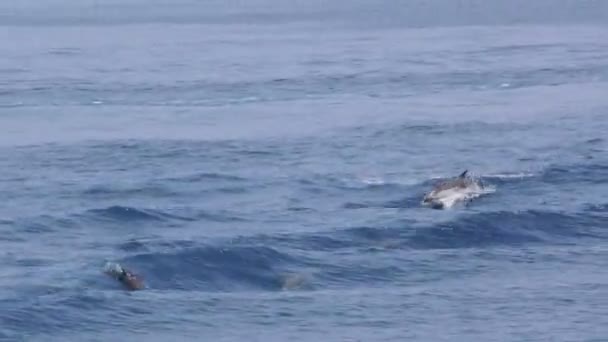 Dolfijnen springen in zeewater — Stockvideo