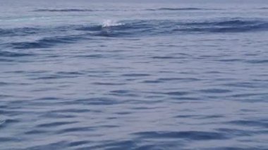 Deniz suya atlama yunuslar 