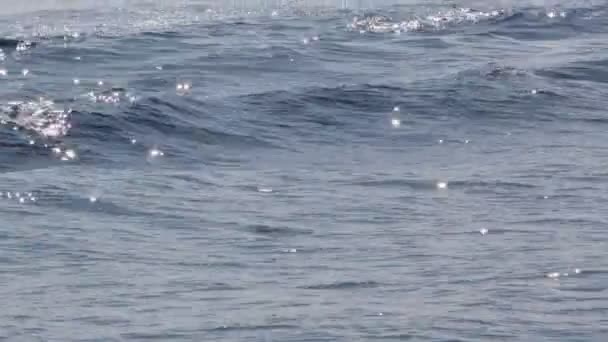 Golfinhos pulando na água do mar — Vídeo de Stock