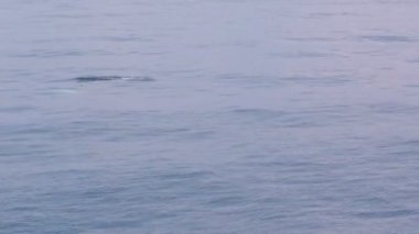 Deniz suya atlama yunuslar 